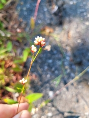 Persicaria