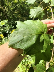Acer nigrum