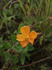 Mentzelia hispida