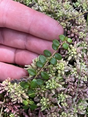 Gaultheria hispidula