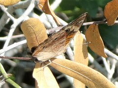 Junonia