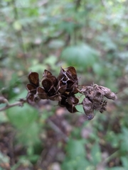 Aconitum lasiostomum