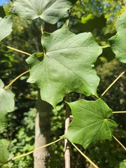 Acer nigrum
