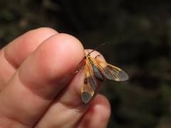Dycladia