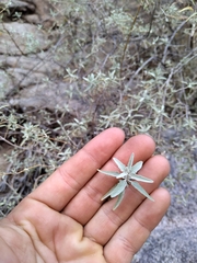 Buddleja mendozensis