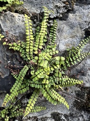 Asplenium trichomanes