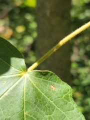 Acer nigrum