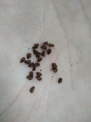 Aconitum lasiostomum