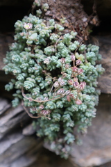 Sedum dasyphyllum