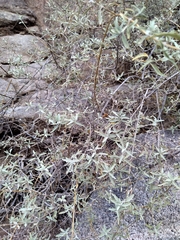 Buddleja mendozensis