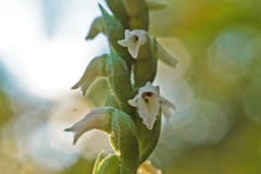 Spiranthes ovalis