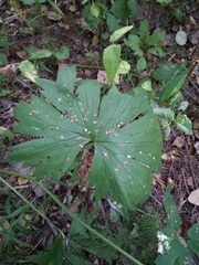 Aconitum lasiostomum