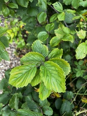 Viburnum dentatum