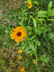 Calendula