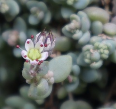 Sedum dasyphyllum