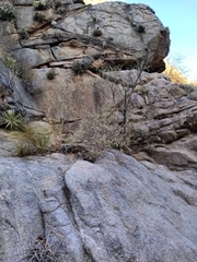 Buddleja mendozensis