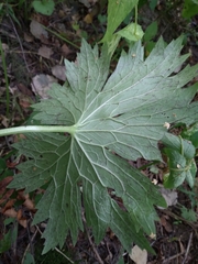 Aconitum lasiostomum