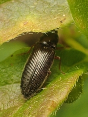Elateroidea