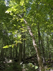 Betula alleghaniensis
