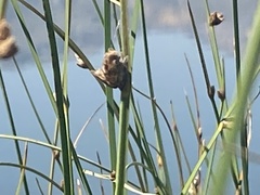 Schoenoplectus americanus