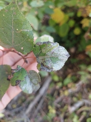 Phyllocnistis populiella