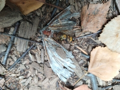 Sphingidae