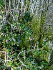 Coprosma repens