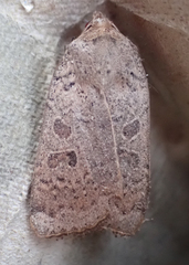 Abagrotis alternata