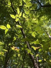 Betula alleghaniensis
