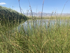 Schoenoplectus americanus