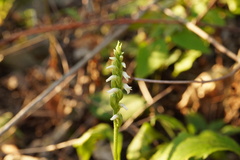 Spiranthes ovalis