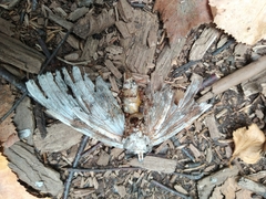 Sphingidae