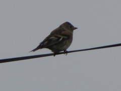 Fringilla montifringilla