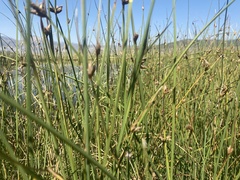 Schoenoplectus americanus