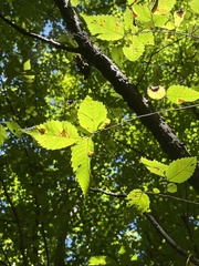 Betula alleghaniensis