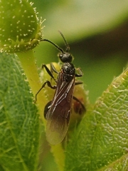 Myrmecina americana