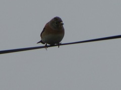 Fringilla montifringilla
