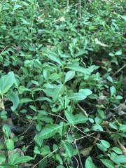 Euonymus fortunei