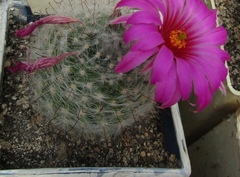 Mammillaria guelzowiana
