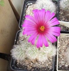 Mammillaria guelzowiana