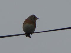 Fringilla montifringilla