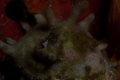 Austromegabalanus cylindricus