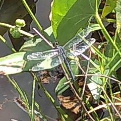 Libellula