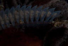 Zemiropsis papillaris