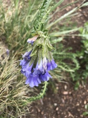 Polemonium viscosum
