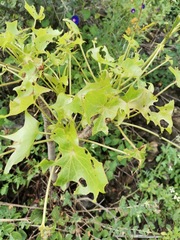 Pittocaulon praecox
