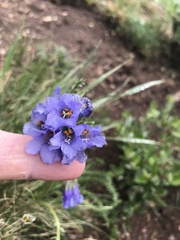 Polemonium viscosum