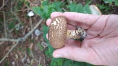 Echinoderma