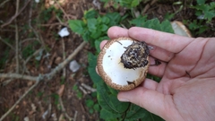 Echinoderma