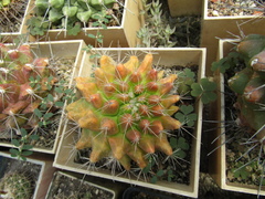 Thelocactus tulensis